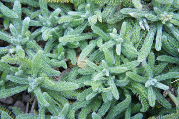 Achillea tomentosa foliage green plant  © skymoon13
