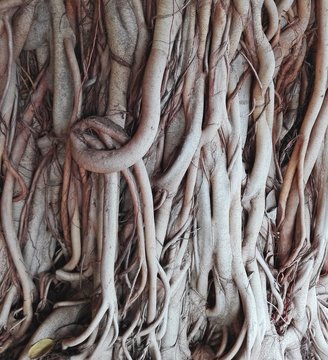 The root of the tree