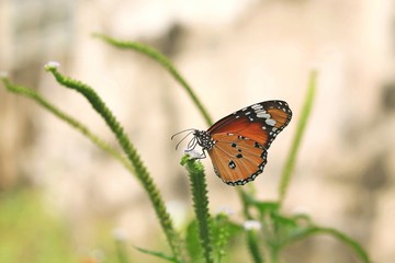 Monarch butterfly (Danaus plexippus) on a flower in the daytime.