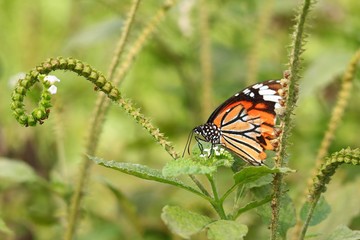 Monarch butterfly (Danaus plexippus) on a flower in the daytime.