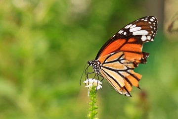 Fototapeta na wymiar Monarch butterfly (Danaus plexippus) on a flower in the daytime.