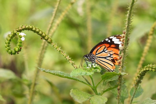 Monarch butterfly (Danaus plexippus) on a flower in the daytime.