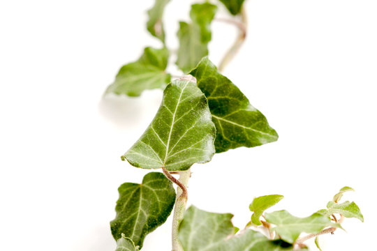 Green ivy plant, studio shot