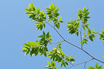 Leaves and branches Blue sky backdrop