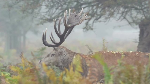 Red Deer stag (Cervus elaphus) walking right to left through bracken or ferns on a misty morning
