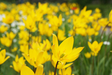 Yellow wild tulips flowers field 
