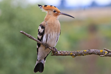 Upupa epops sitting on a dry branch
