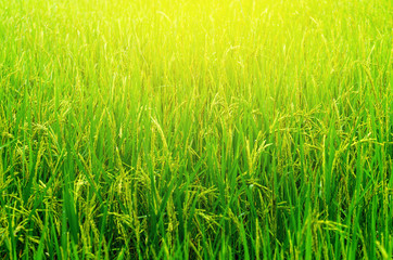 Fresh green rice plant on rice field Thailand