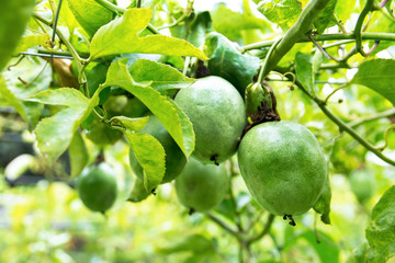 Close up of passion fruit on the vine.Passion fruit on tree.