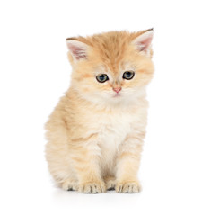 Sad little kitten on white background