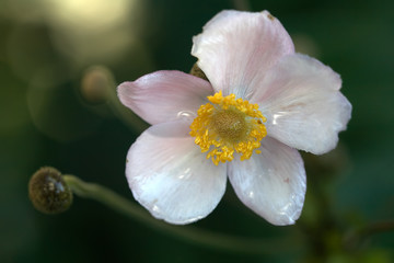 Anemone