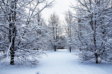 winter tree bare under snow