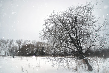 winter snow rustic lonely tree