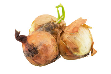 rotten onion isolated on white background