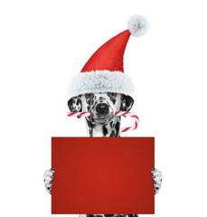 Dog with christmas candy holding a card with space for text - obrazy, fototapety, plakaty