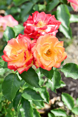 Orange rose
