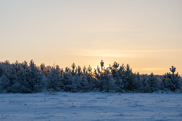 winter landscape