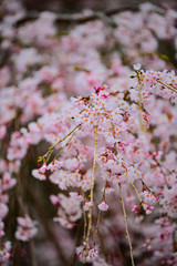 Weeping cherry tree
