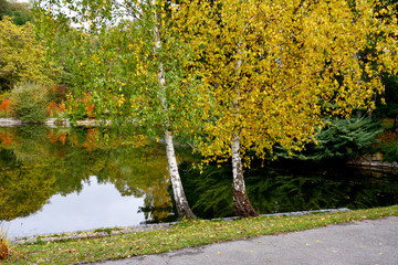 Zwei Birken im Wasserpark in Floridsdorf
