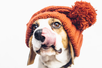Cute beagle dog in warm orange hat tongue sticking out - obrazy, fototapety, plakaty