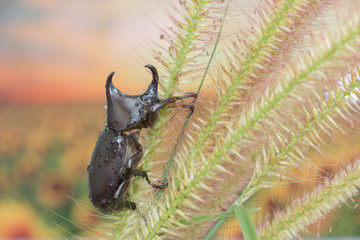 Rhinoceros beetle