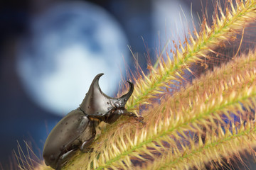 Rhinoceros beetle