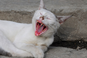 Singing cat
