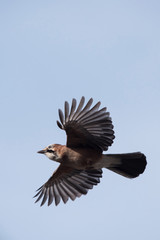 Jay, Garrulus glandarius
