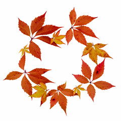 Thanksgiving wreath from red and yellow grapes leaves isolated over white