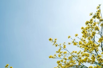 Obraz premium yellow flower and blue sky