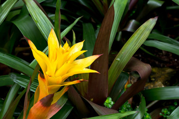 Obraz premium closed up of yellow Bromeliad flower.Yellow bromelied flower in