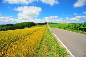 Agriculture Fields at Countryside of Japan