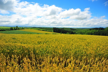 Agriculture Fields at Countryside of Japan