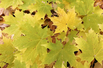 Yellow leaves of the Canadian maple against the background of th