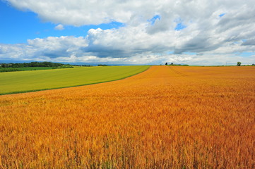 Agriculture Fields at Countryside