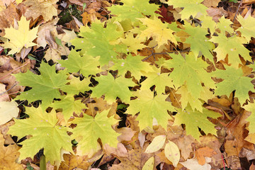 Yellow leaves of the Canadian maple against the background of th