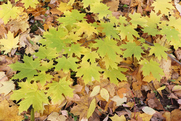 Yellow leaves of the Canadian maple against the background of th