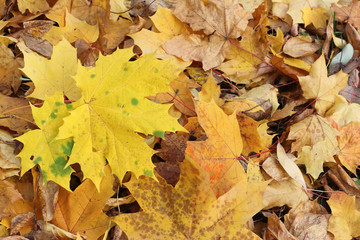 Naklejka na ściany i meble Yellow leaves of the Canadian maple against the background of th