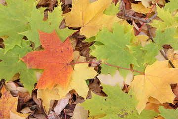 Yellow leaves of the Canadian maple against the background of th