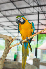 parrots ,Parrots Court ,Colorful parrot ,beautiful parrots,