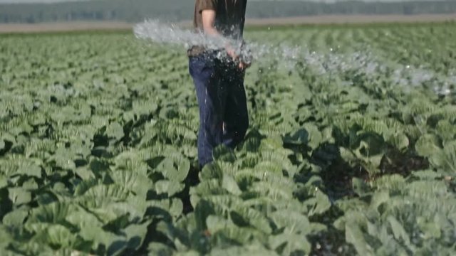 Tilt down of farmer with beard standing on field and watering cabbage garden hose in slow motion