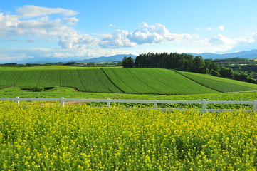 Landscape of Cultivated Lands at Countryside 