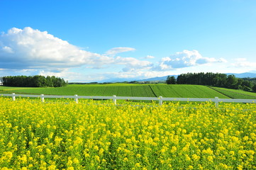 Landscape of Cultivated Lands at Countryside 