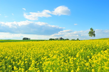 Obraz premium Landscape of Cultivated Lands at Countryside 