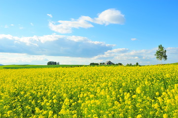 Landscape of Cultivated Lands at Countryside 