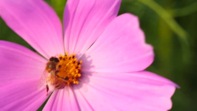Slow motion of Honeybee collecting pollen
