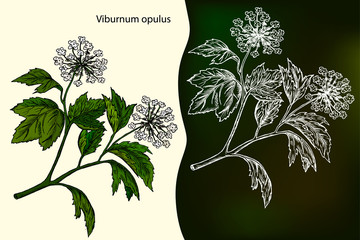 Viburnum opulus. Hand drawn design element. Drawing with chalk.Medicinal plant. Hand drawn botanical vector illustration.