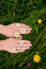 female hands with camomile, herbs on green grass background