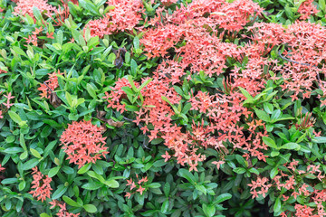 Beautiful Red Rubiaceae in thailand