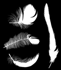 group of four white feathers isolated on black